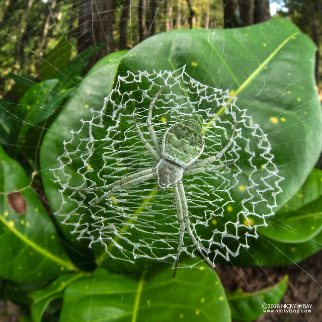 Green cross spider (Argiope chloreis) - DSC_7432