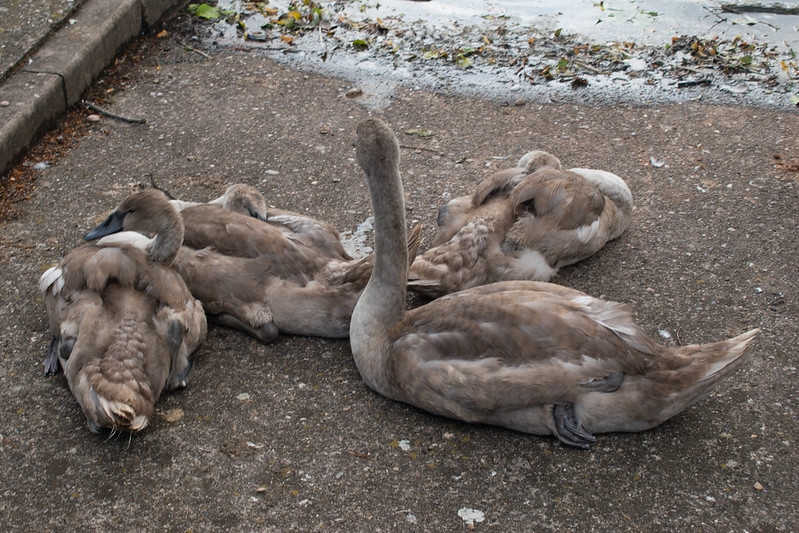 Cygnets, West Park (and then there were five)