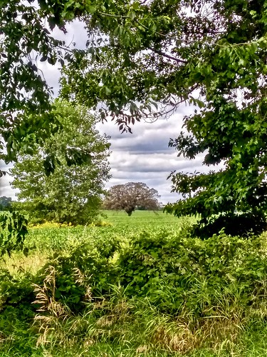 rural fields trees michigan usa august 2019 hdr summer