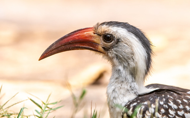 Red-billed hornbill - Tockus erythrorhynchus - Roodsnaveltok