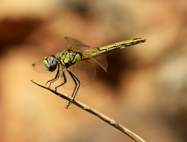 Dragonfly (France)
