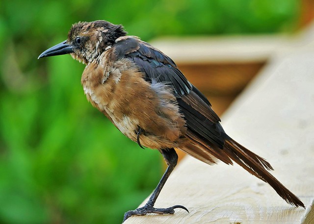 Immature Male Boat-tailed Grackle Moulting (Quiscalus major)