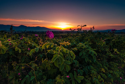 bulgaria agriculture colorful environment europe field flora flower harmony landscape morning nature noperson nopeople outdoors picturesque pinkcolor rose scenery scenic springtime sunlight sunrise tourism tranquility travel valley vegetation kanchevo kazanlak