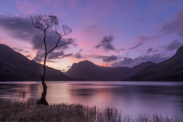 Lone Tree Buttermere