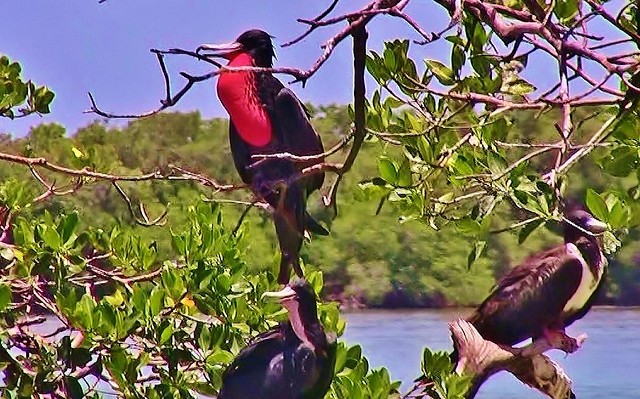 MEXICO, Yukatan, Am Golf von Mexiko,  Isla Aguada -Laguna Terminos, Vogelparadies, Alle Vögel sind schon da.. serie, 19240/11915