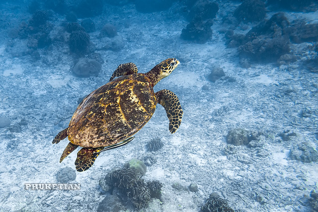 Sea Turtle on Surin Islands    IMG_2083b2s