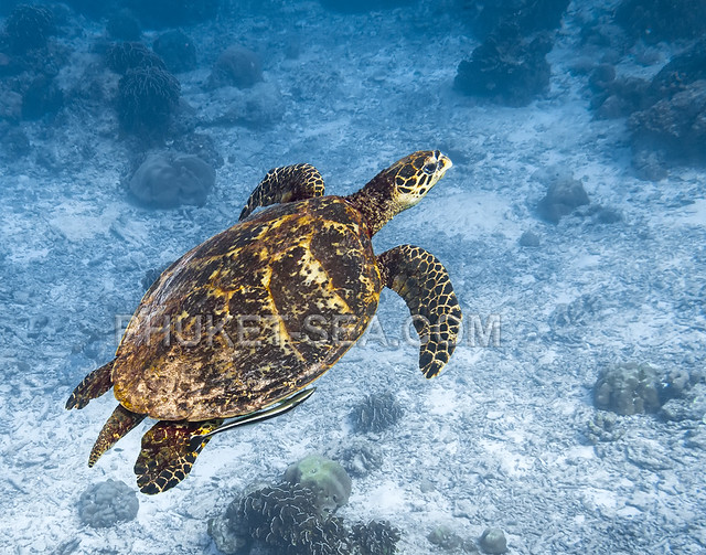 Sea Turtle on Surin Islands    IMG_2083b2s2