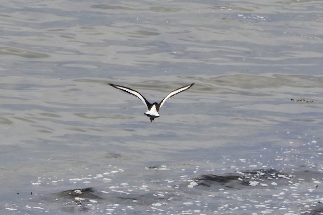 huîtrier-pie en vol  -   flying oystercatcher