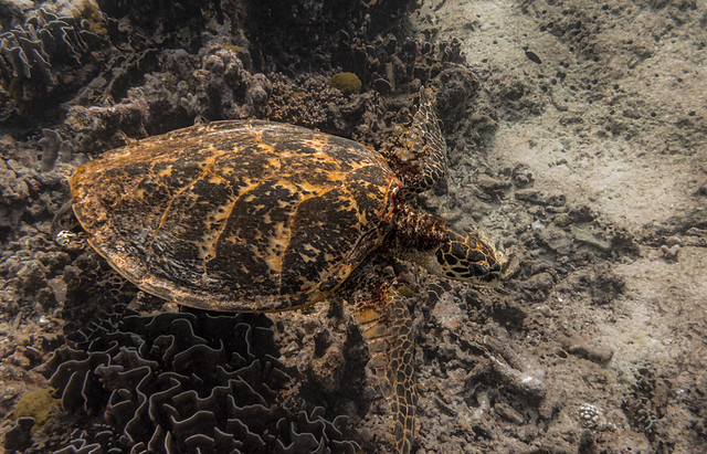 Sea Turtle on Surin Islands    IMG_2089bs-NW