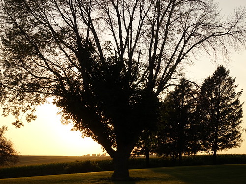williamsburgiowa motel crestcountryinn williamsburg iowa scenery sunset sunlight tree silhouette 2019 sonyrx100v