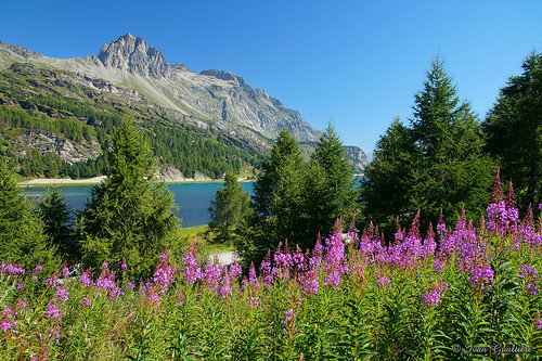 maloja engadin engadina valle valley svizzera switzerland lake lago sils piz lagrev pizzo