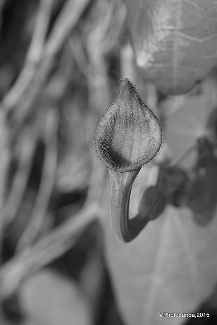 Aristolochia baetica (Candilico, candilito)