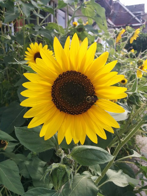Sunflower with bee (2) #toronto #dovercourtvillage #dupontstreet #flowers #sunflower #yellow #insects #bee