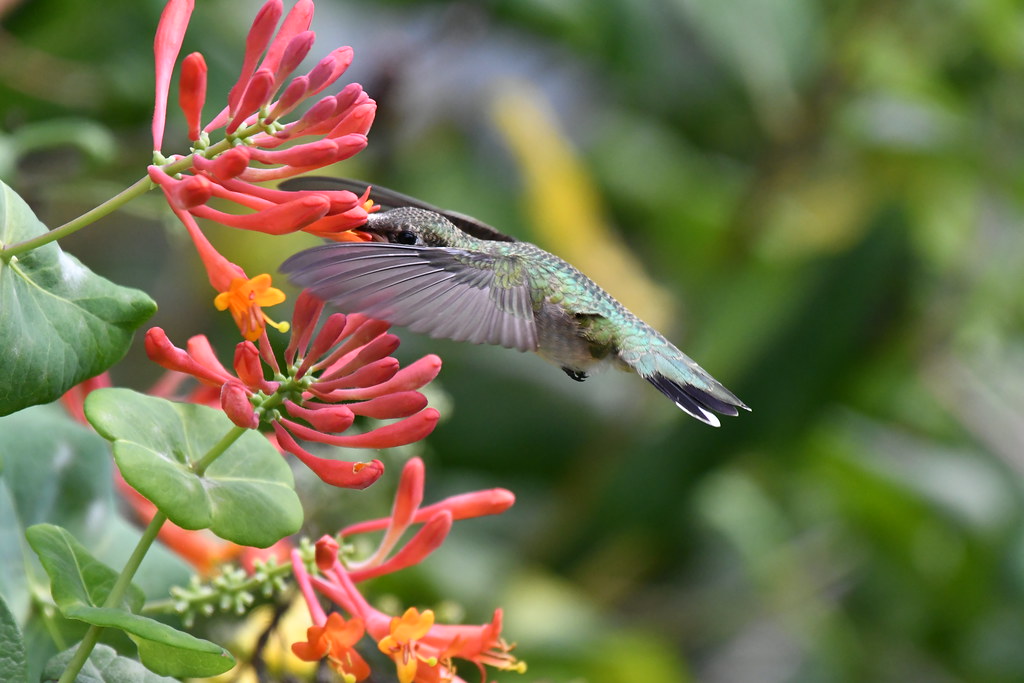 Colibri à gorge rubis femelle--Ruby-throated Hummingbird female (Archilochus colubris)