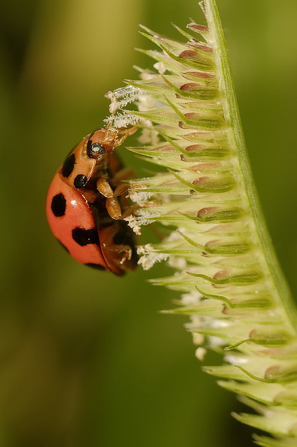 P8240443 Ladybug