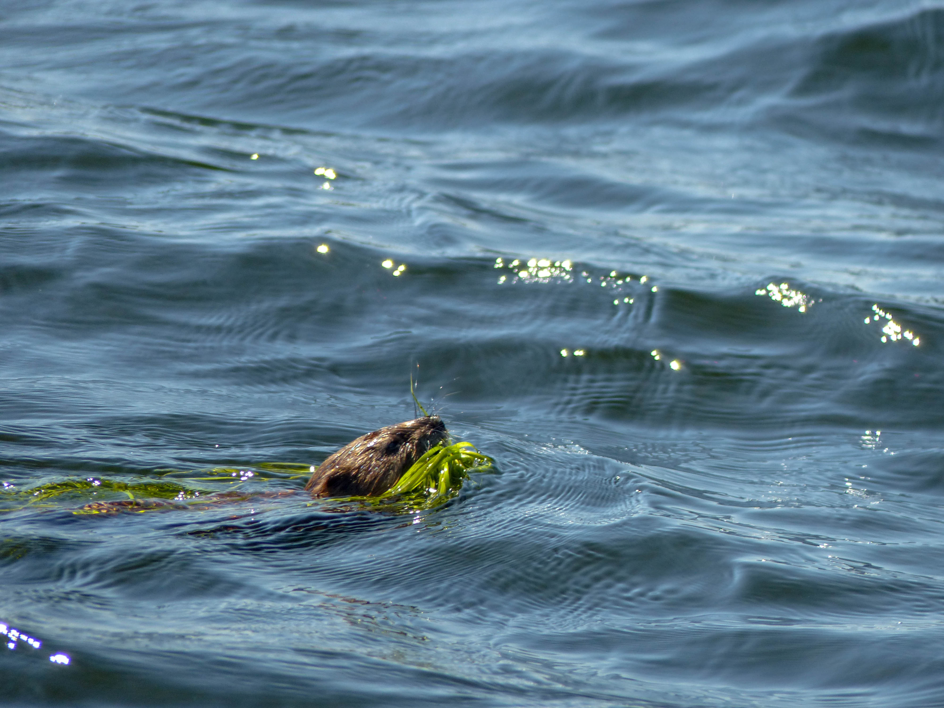 Ramsey Lake otter or muskrat