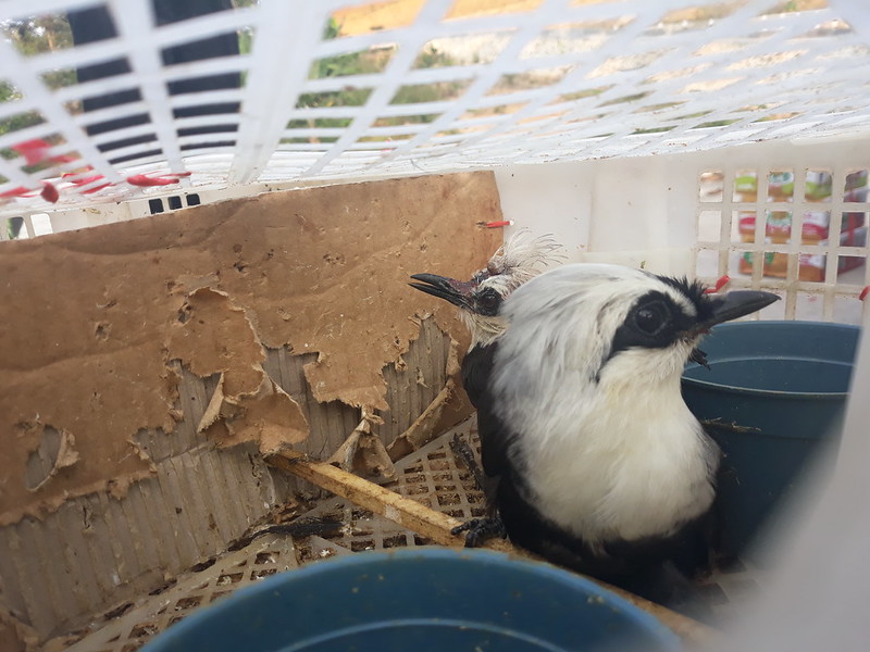 Bỉrds in cage found by FLIGHT