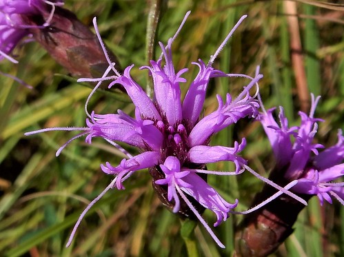 cylindrical blazingstar liatris cylindracea wisconsin wildflower