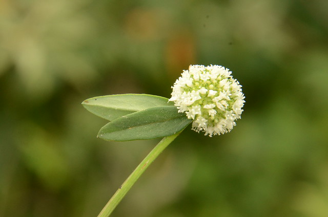 Rubiaceae Borreria verticilata (L.) G. May Cabeça-de-velho