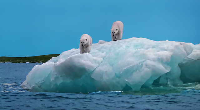 Spitsbergen - Polar Bears