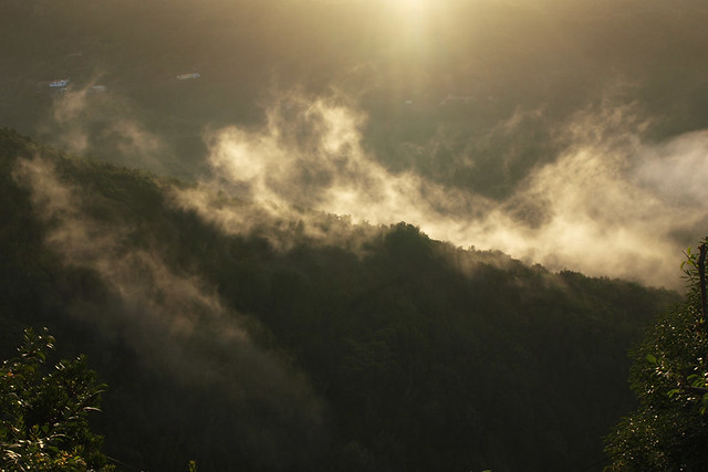 The misty forest, La Gomera