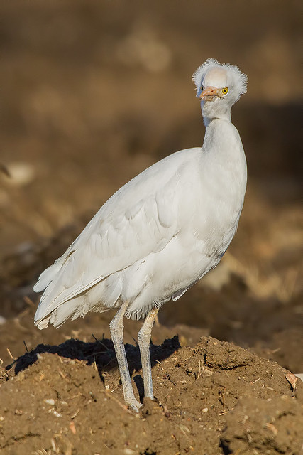 IMG_2975 airone guardabuoi (Bubulcus ibis)
