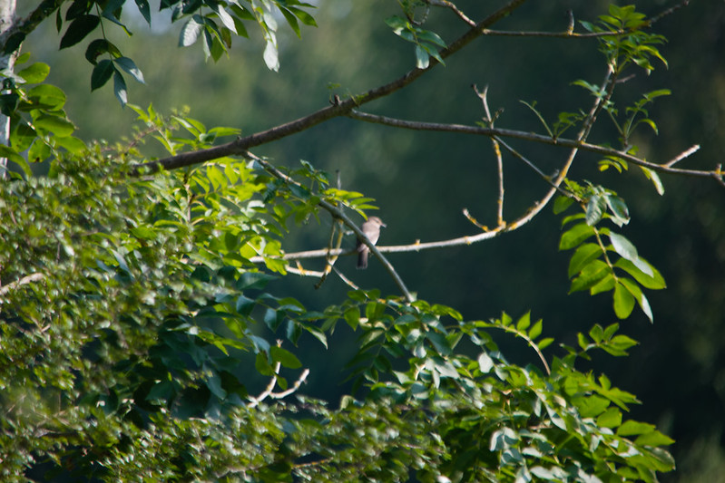 Spotted flycatcher, Baggeridge