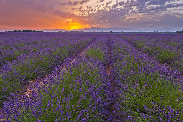 Sunrise in the lavender 1