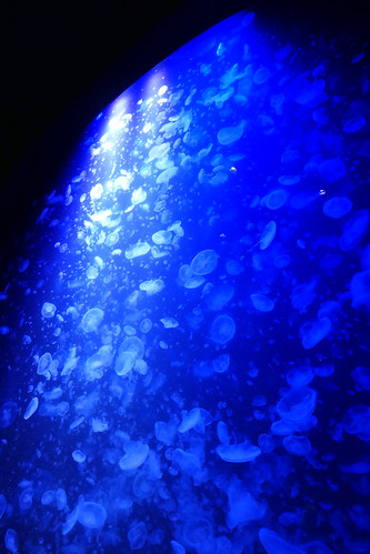 jellyfish aquarium tsuruoka kamo yamagata japan 加茂水族館 クラゲ 鶴岡 山形 日本 panasonic dctx2 24360mmf3364 leicadcvarioelmar