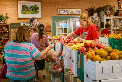 Getting Right to the Core of Picking Apples with Expert Sarah Brown