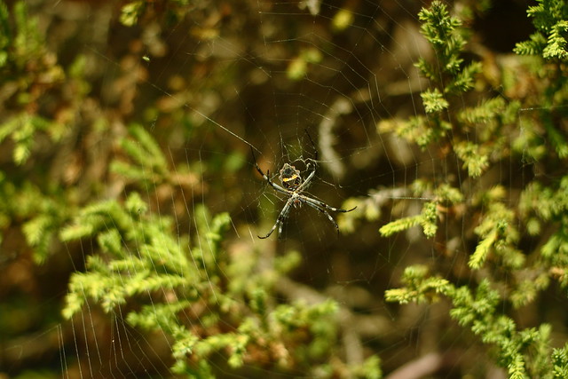 Aranha de prata / Argiope Argentata Spider