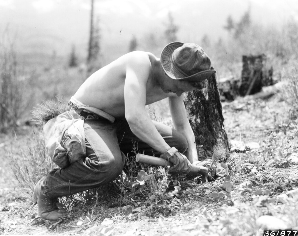 193805XXFSLoloKDS361877 Ponderosa pine planting job. R… Flickr