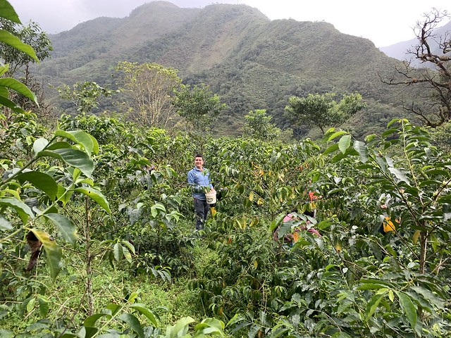 Harvesting Coffee In The Mountains Of Ecuador