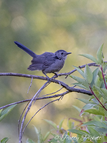 gray catbird | by Pattys-photos
