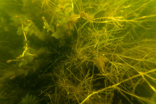 Underwater grasses in Anne Arundel County, Md.