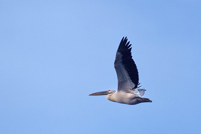 Dassen Island pelican
