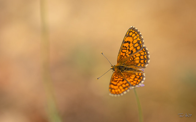 Gard - Papillon