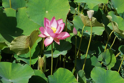 flower pink lotus