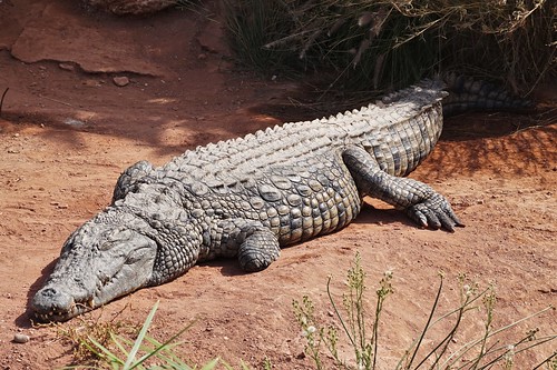 crocodile agadir morocco crocoparc