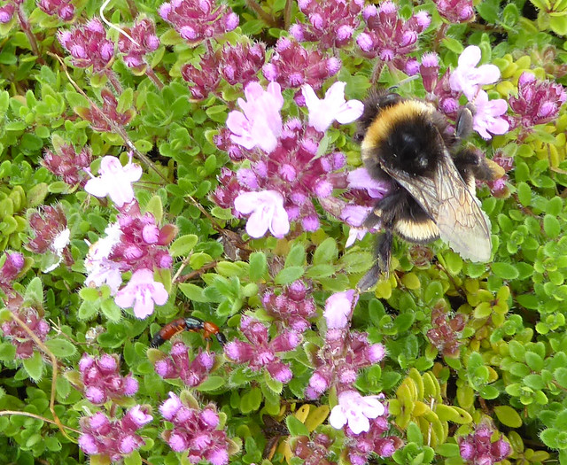 wild thyme with bumblebee
