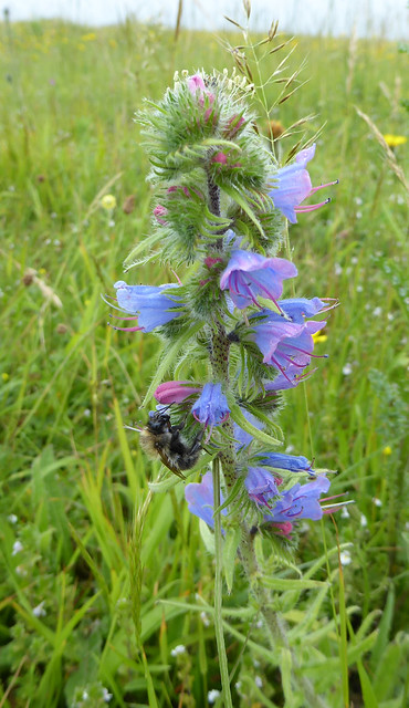 Vipers bugloss on Goat Island