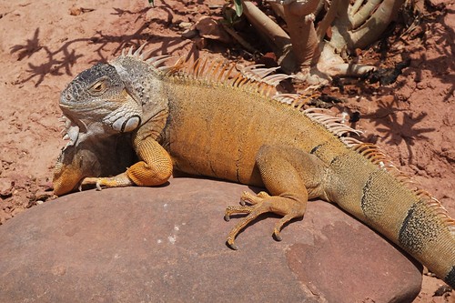 iguana agadir morocco crocoparc