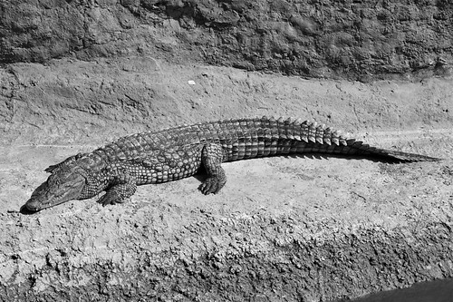 blackandwhite crocodile agadir morocco crocoparc
