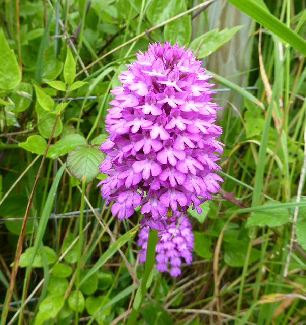 pyramidal orchid