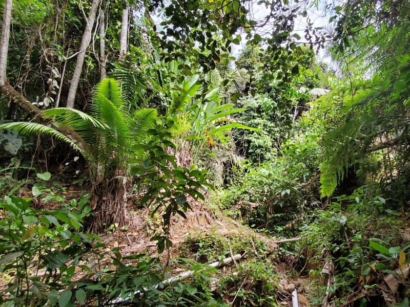 Amazon Jungle Walk