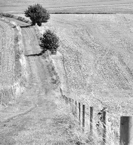 monochrome black white footpath path trail track fence field tree post rural countryside landscape hike hiking nikon