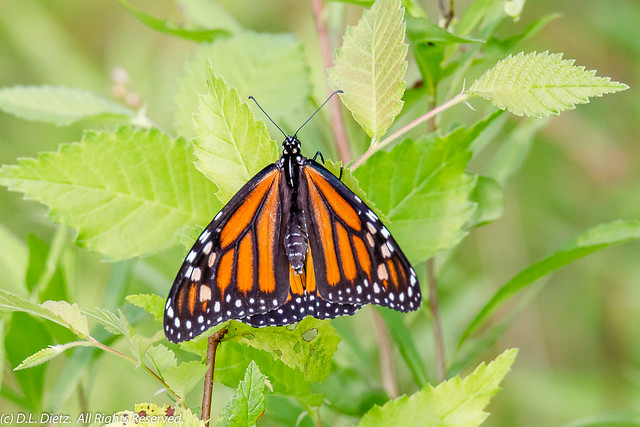 Monarch Butterfly #1 - 2019-07-26
