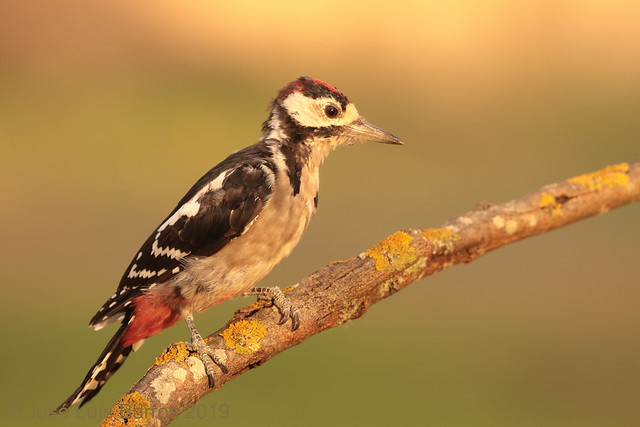 Pica-pau-malhado | Dendrocopos major | Great spotted woodpecker