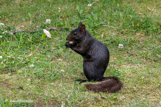Black Squirrel - A First for Me