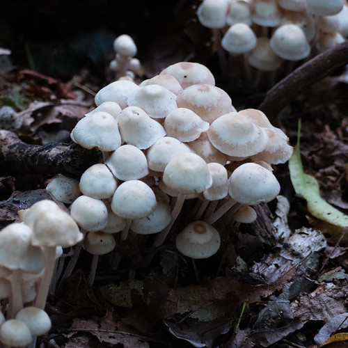 Summer fungi, Himley Plantation